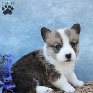 GummyBear, Pembroke Welsh Corgi Puppy