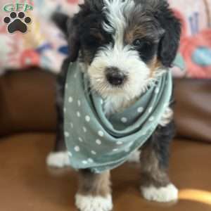 Harry, Mini Bernedoodle Puppy