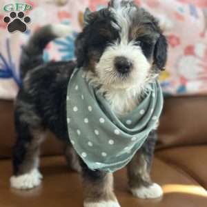 Harry, Mini Bernedoodle Puppy