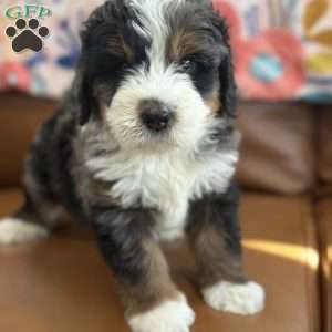 Harry, Mini Bernedoodle Puppy