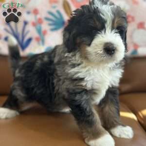 Harry, Mini Bernedoodle Puppy