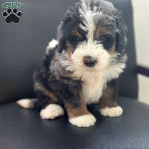 Harry, Mini Bernedoodle Puppy