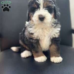 Harry, Mini Bernedoodle Puppy