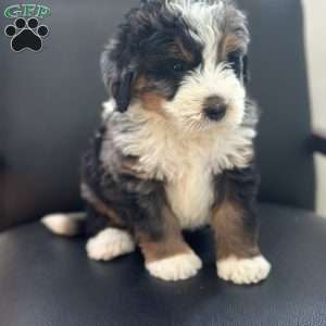 Harry, Mini Bernedoodle Puppy