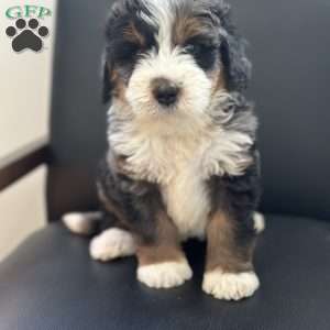 Harry, Mini Bernedoodle Puppy
