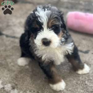 Harry, Mini Bernedoodle Puppy