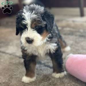 Harry, Mini Bernedoodle Puppy