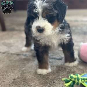 Harry, Mini Bernedoodle Puppy