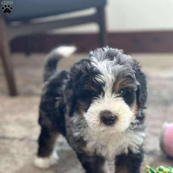 Harry, Mini Bernedoodle Puppy