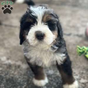 Harry, Mini Bernedoodle Puppy