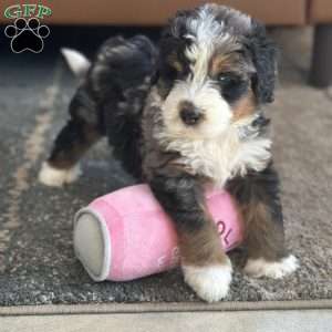 Harry, Mini Bernedoodle Puppy