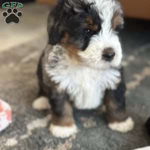 Harry, Mini Bernedoodle Puppy