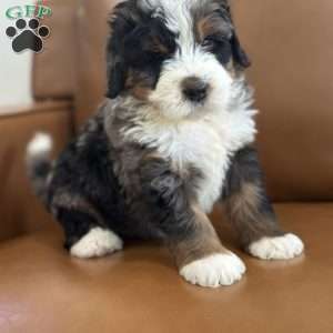 Harry, Mini Bernedoodle Puppy