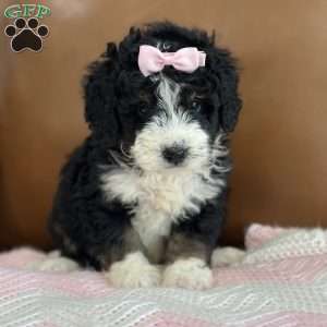 Hermione, Mini Bernedoodle Puppy