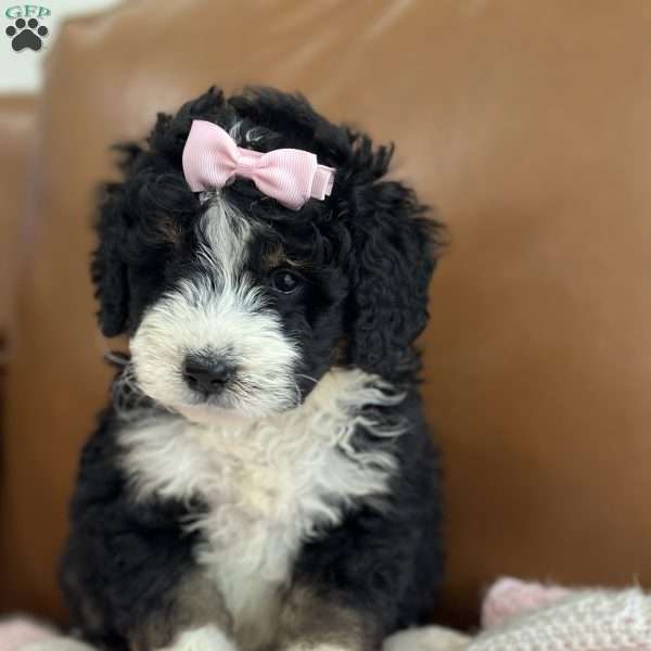 Hermione, Mini Bernedoodle Puppy