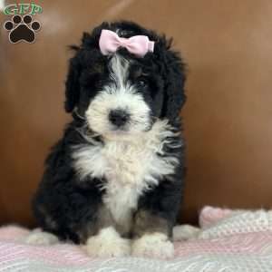 Hermione, Mini Bernedoodle Puppy