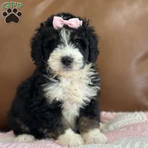 Hermione, Mini Bernedoodle Puppy
