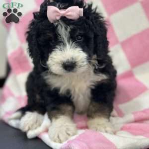 Hermione, Mini Bernedoodle Puppy