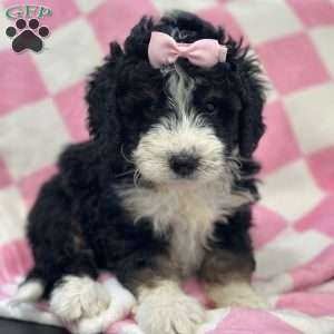 Hermione, Mini Bernedoodle Puppy