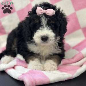 Hermione, Mini Bernedoodle Puppy
