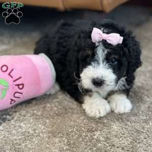Hermione, Mini Bernedoodle Puppy