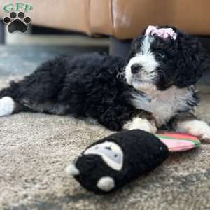 Hermione, Mini Bernedoodle Puppy