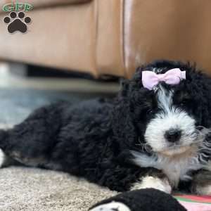 Hermione, Mini Bernedoodle Puppy