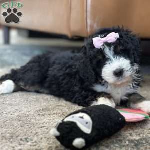 Hermione, Mini Bernedoodle Puppy
