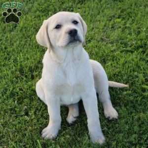 Irene, Yellow Labrador Retriever Puppy