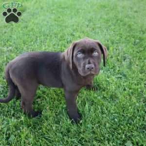 Jessalyn, Chocolate Labrador Retriever Puppy