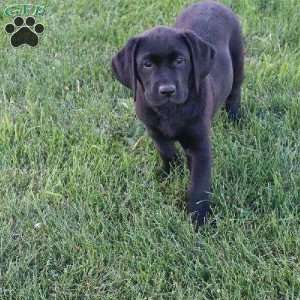 Janessa, Black Labrador Retriever Puppy