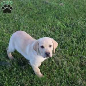 Ira, Yellow Labrador Retriever Puppy
