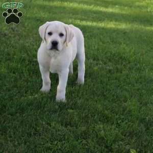 Irvin, Yellow Labrador Retriever Puppy