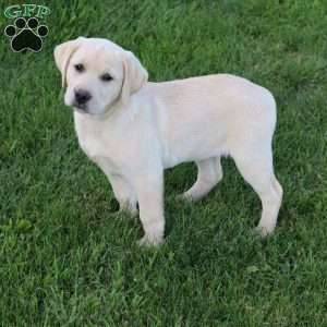 Irene, Yellow Labrador Retriever Puppy