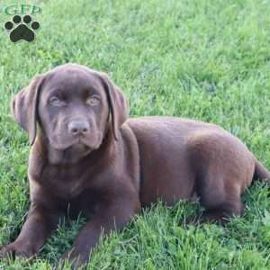 Jadon, Chocolate Labrador Retriever Puppy