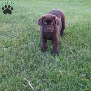 Jessalyn, Chocolate Labrador Retriever Puppy
