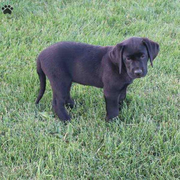 Janessa, Black Labrador Retriever Puppy