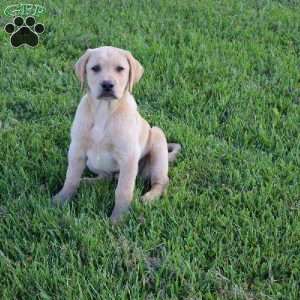 Ike, Yellow Labrador Retriever Puppy