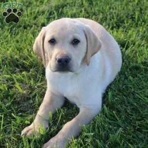 Ira, Yellow Labrador Retriever Puppy