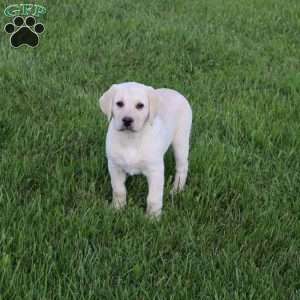Iris, Yellow Labrador Retriever Puppy