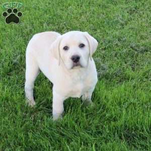 Irvin, Yellow Labrador Retriever Puppy