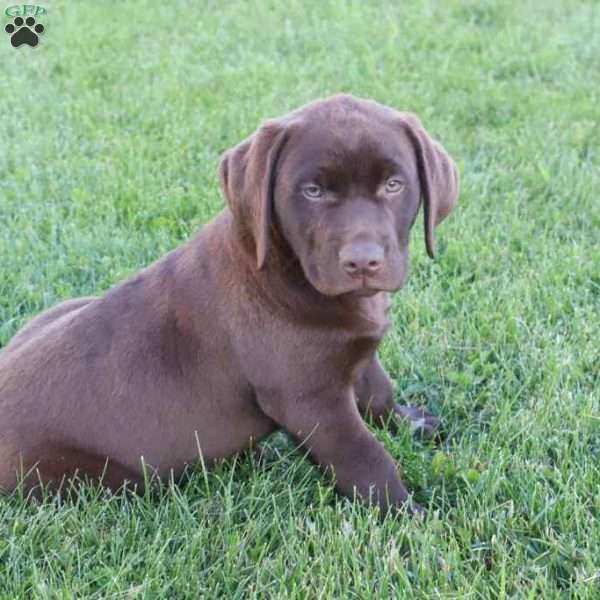 Jadon, Chocolate Labrador Retriever Puppy