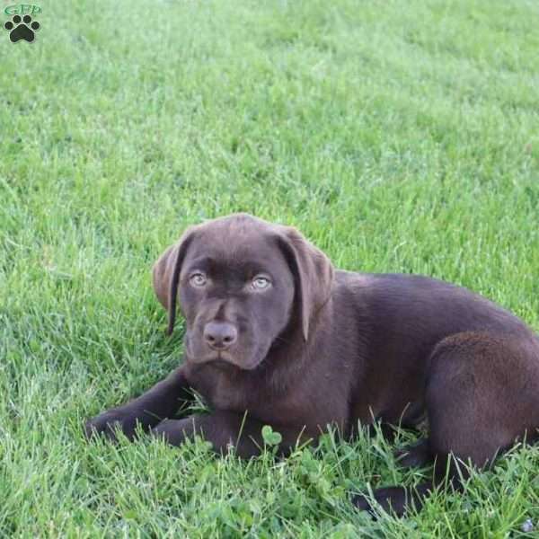 Jessalyn, Chocolate Labrador Retriever Puppy