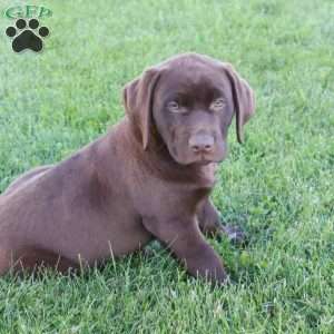 Jessalyn, Chocolate Labrador Retriever Puppy