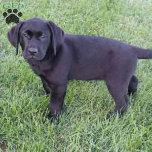 Janessa, Black Labrador Retriever Puppy