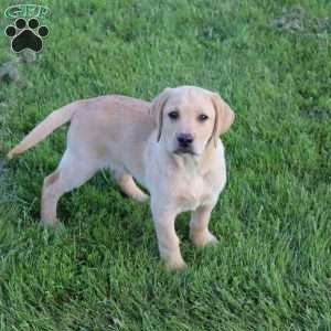 Ike, Yellow Labrador Retriever Puppy