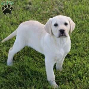 Iris, Yellow Labrador Retriever Puppy