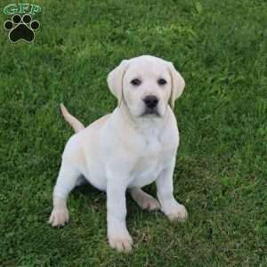 Irvin, Yellow Labrador Retriever Puppy