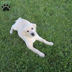 Irene, Yellow Labrador Retriever Puppy