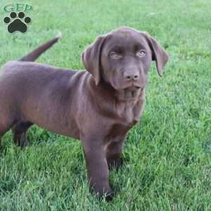 Jadon, Chocolate Labrador Retriever Puppy
